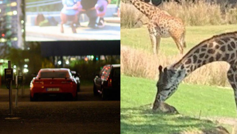 safari park drive in movie