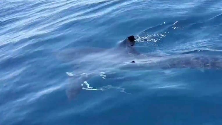 Shark Attacks Teen Surfer At Florida Beach In Chilling Video Shark Attacks Teen Surfer At Florida Beach In Chilling Video