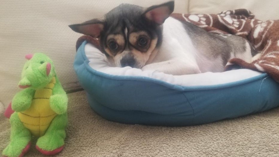 chihuahua overweight disabled abandoned crate stanley highway along rescue deformed legs