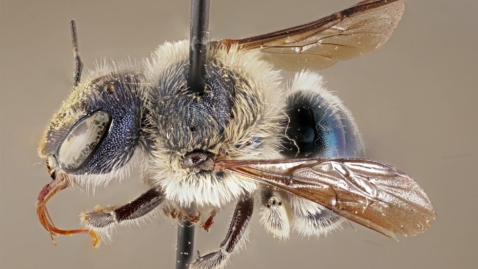 rare blue bee