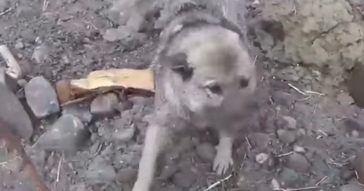 Dog rescued by helicopter after surviving landslide in Norway | FOX 35 ...