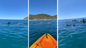 'Feeling pretty lucky': Kayaker gets up close with pod of dolphins