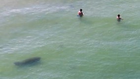 Watch: Curious manatee joins beachgoers on Father's Day