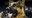 Coronavirus infects German shepherd, first dog to test positive for COVID-19 in US: officials
