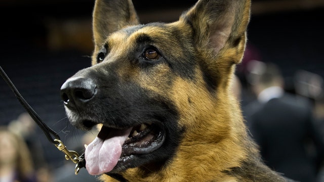 Coronavirus infects German shepherd, first dog to test positive for COVID-19 in US: officials