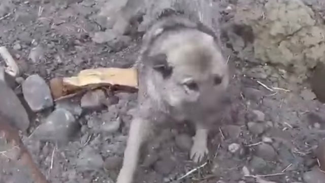 Dog rescued by helicopter after surviving landslide in Norway