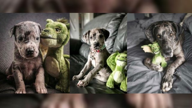 Dog goes viral after pictures show it being inseparable from stuffed toy
