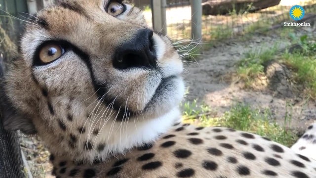 Cheetah purrs for zookeepers at Smithsonian's National Zoo