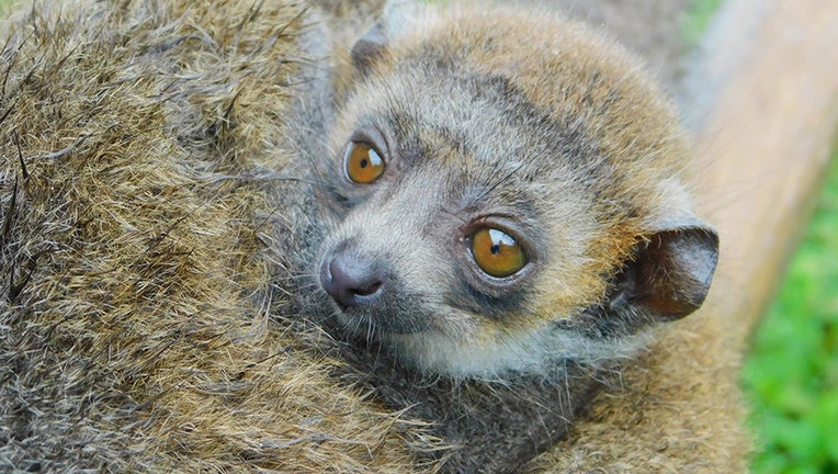 zoo-miami-lemur-3.jpg