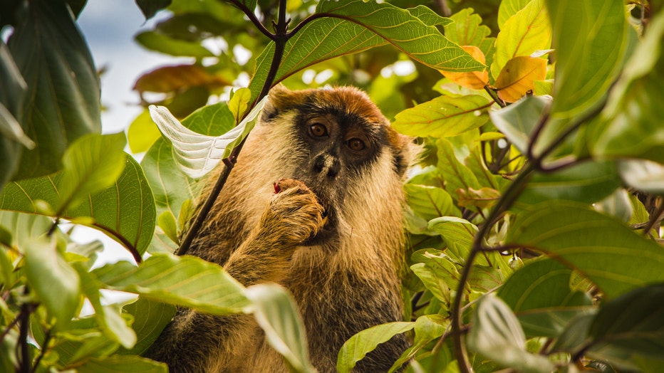 African_Parks_Chinko_Patas_Monkey.jpg