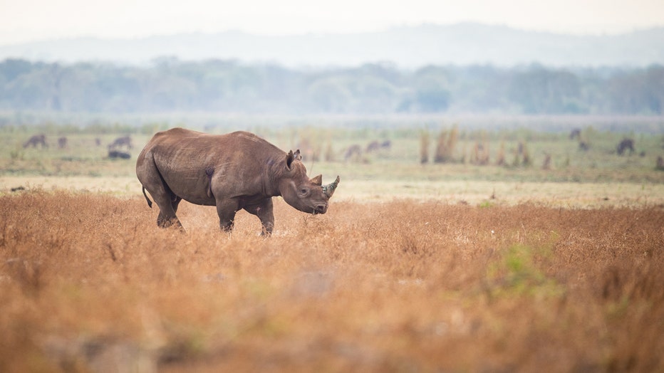 African_Parks_Liwonde_Black_Rhino.jpg