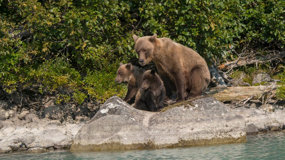 A Brown bear (Ursus arctos) sow and cubs is resting on a