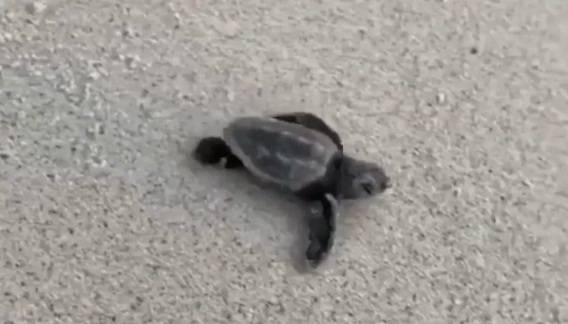 Several sea turtle nests disturbed on the Space Coast over holiday weekend