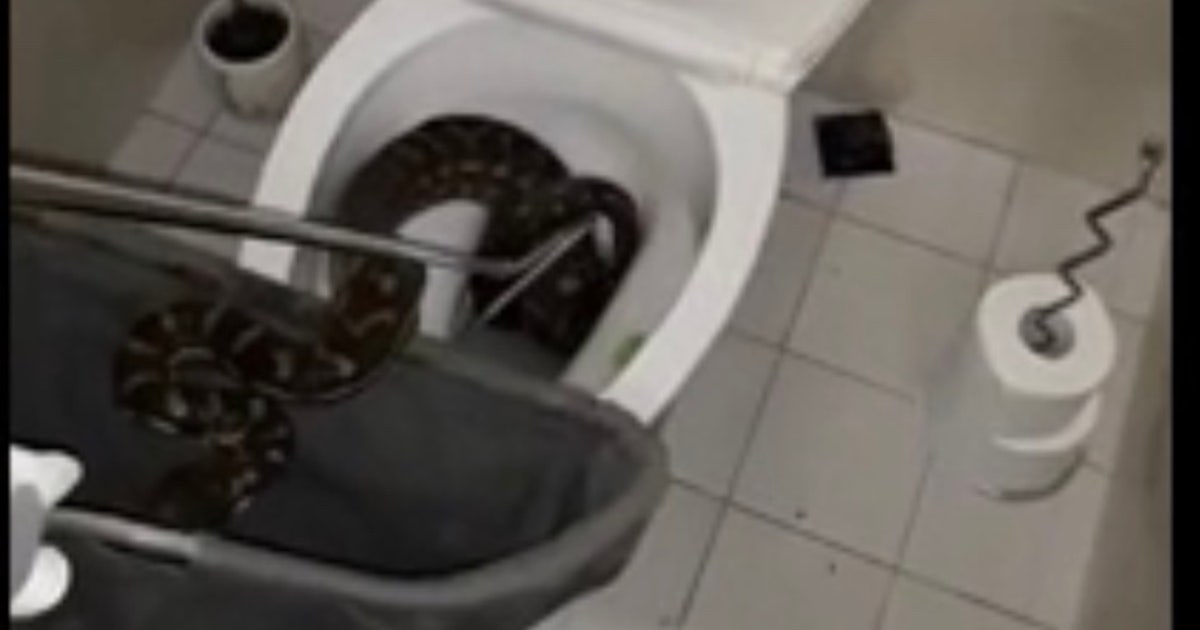 Snaking the drain? 8-foot python removed from toilet | FOX 35 Orlando