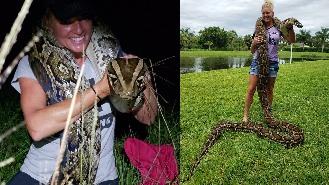 Female snake hunter catches 17-foot python in Florida image of Female snake hunter catches 17-foot python in Florida