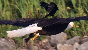 Red-winged blackbird photographed hitching a ride on bald eagle’s back