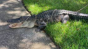 Experts have warning for disc golfers during alligator nesting season