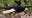 Red-winged blackbird photographed hitching a ride on bald eagle’s back