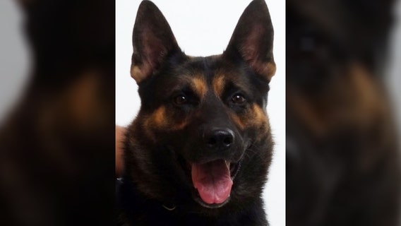 K-9 Zeno passes away after serving Daytona Beach community for over 7 years, police say