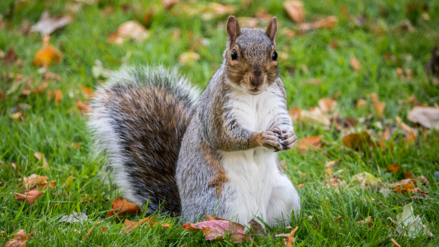 Squirrel tests positive for bubonic plague in Colorado
