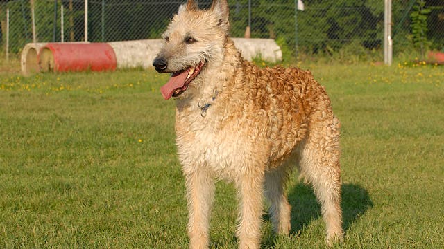 American Kennel Club recognizes new breed