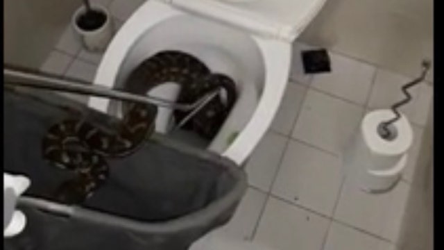 Snaking the drain? 8-foot python removed from toilet