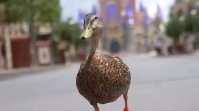 WATCH: Adorable ducks welcome guests back to Walt Disney World