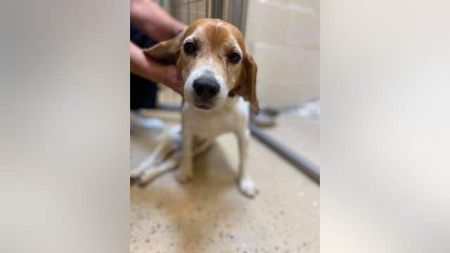 Abandoned beagle found paralyzed, dragging himself down road
