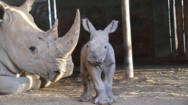 Monarto Safari Park welcomes birth of Southern White Rhinoceros calf