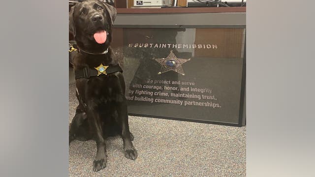 Welcome, K9 Zen! Volusia County Sheriff's Office acquires K9 trained to assist in sex offender investigations