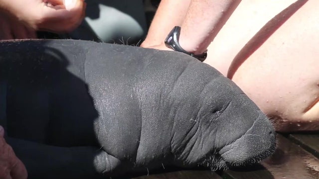 Orphaned manatee on the mend after being spotted by good Samaritans