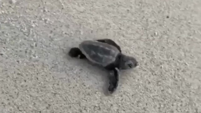 Several sea turtle nests disturbed on the Space Coast over holiday weekend