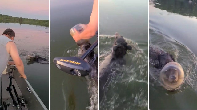Wisconsin family saves bear with plastic tub stuck on head