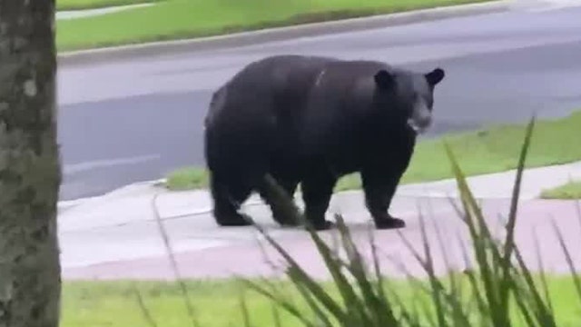 Massive bear spotted looking for a snack in Central Florida neighborhood