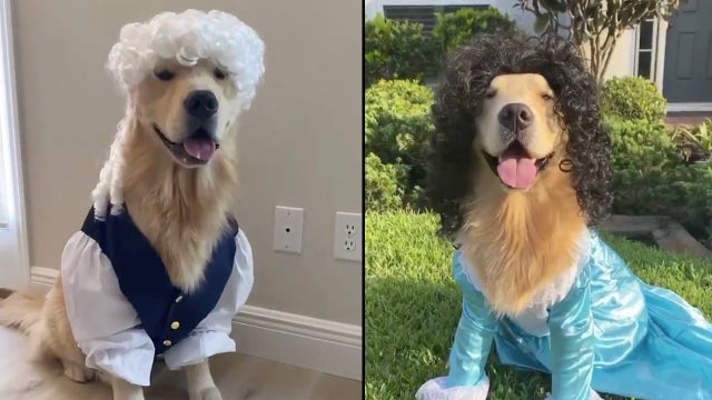 Florida Golden Retriever delivers one-dog 'Hamilton' performance
