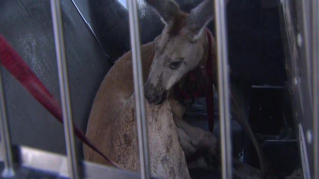 WATCH: Florida police take kangaroo into custody