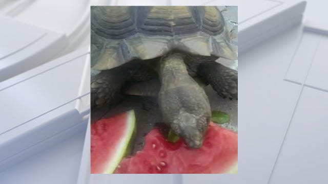 Family tortoise goes missing from Sanford backyard