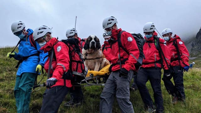 St. Bernard dog rescued on England's highest mountain