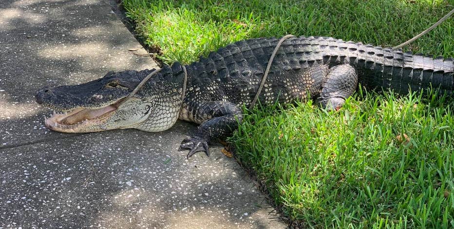 alligator-2.jpg?ve=1&tl=1