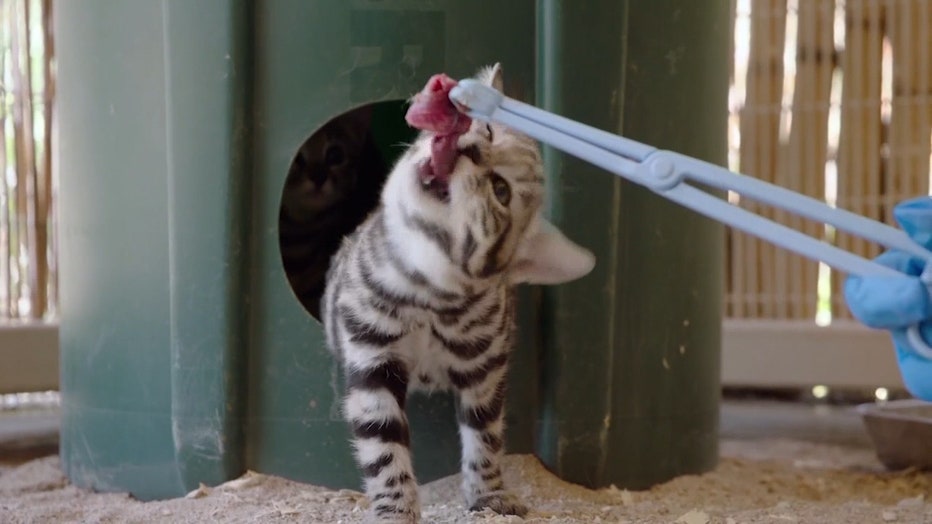 RARE_BLACK_FOOTED_CATS_AT_SAN_DIEGO_ZOO__VO_SOT___QCZXJGD.mp4_.00_02_03_52.Still006.jpg