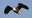 Bald eagle shows air superiority, sends drone into Lake Michigan