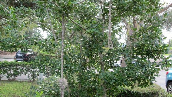 Clermont police investigate possible hate crime after noose-looking rope found outside business