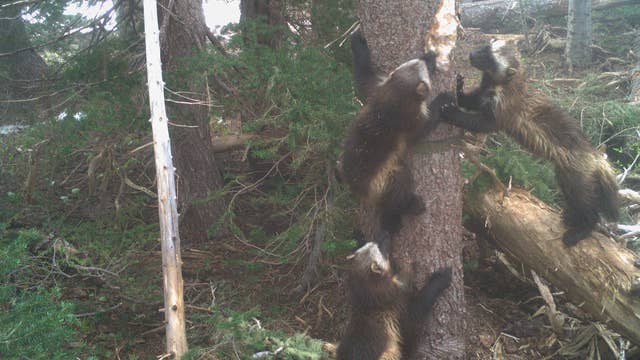 Wolverines return to Mt. Rainier National Park after 100-year absence