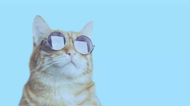 Happy International Cat Day! Here are 10 fun facts about cats