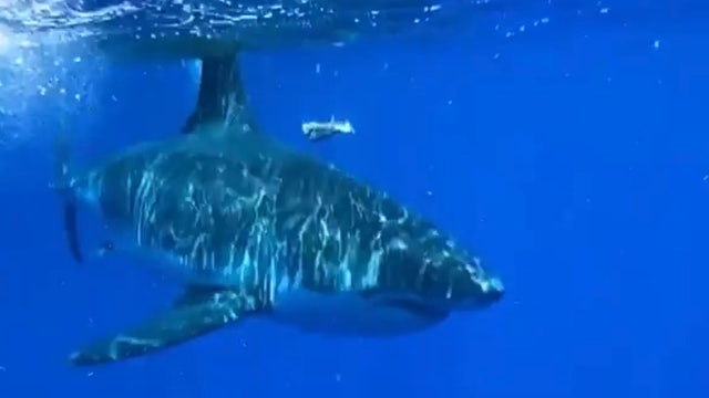 Trending this week: Chicken wings test positive for COVID-19, $49 Disney tickets, Great white caught on camera