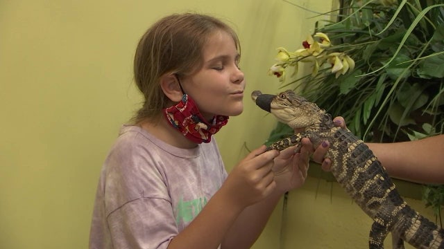 Madeira Beach wildlife rescue gives visitors a chance to get up close to alligators, exotic animals