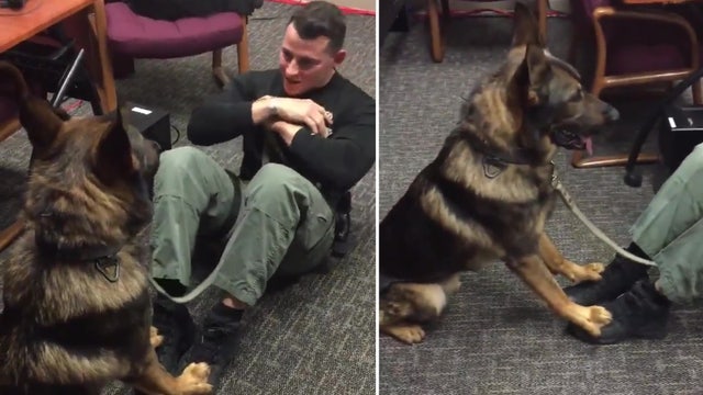 Pasco K-9 helps deputy do sit-ups