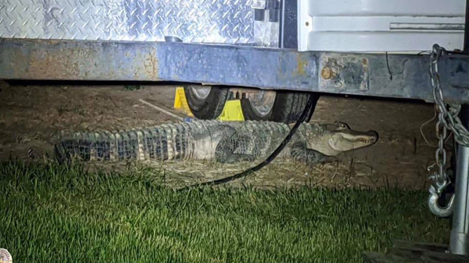nampa gator 2