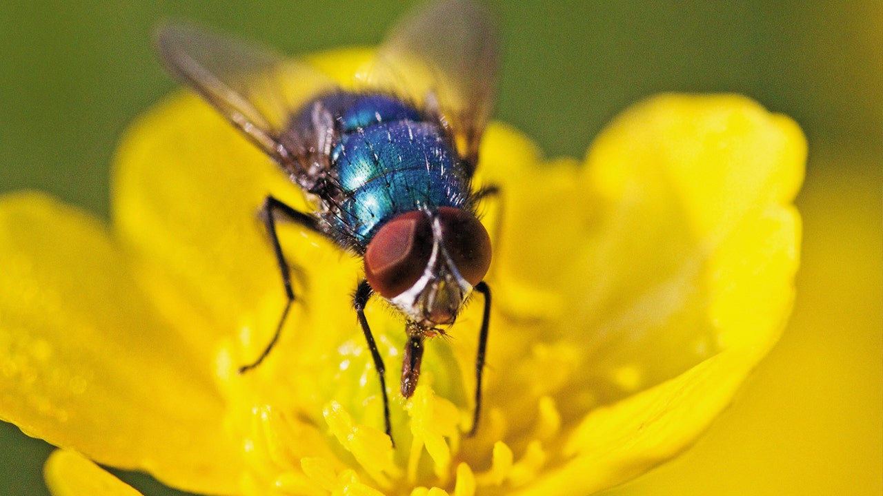 Fly does. Bluebottle fly.