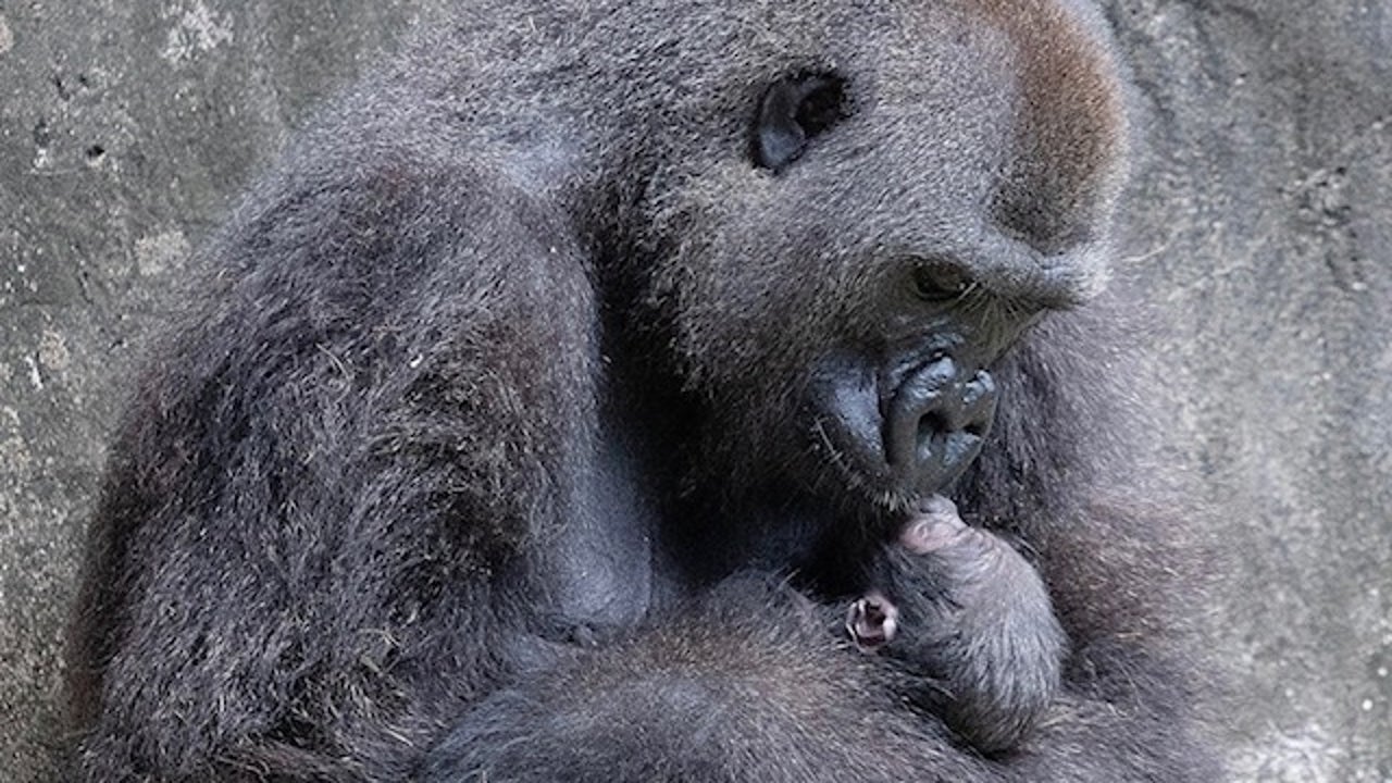Endangered baby gorilla dies 6 days after being born